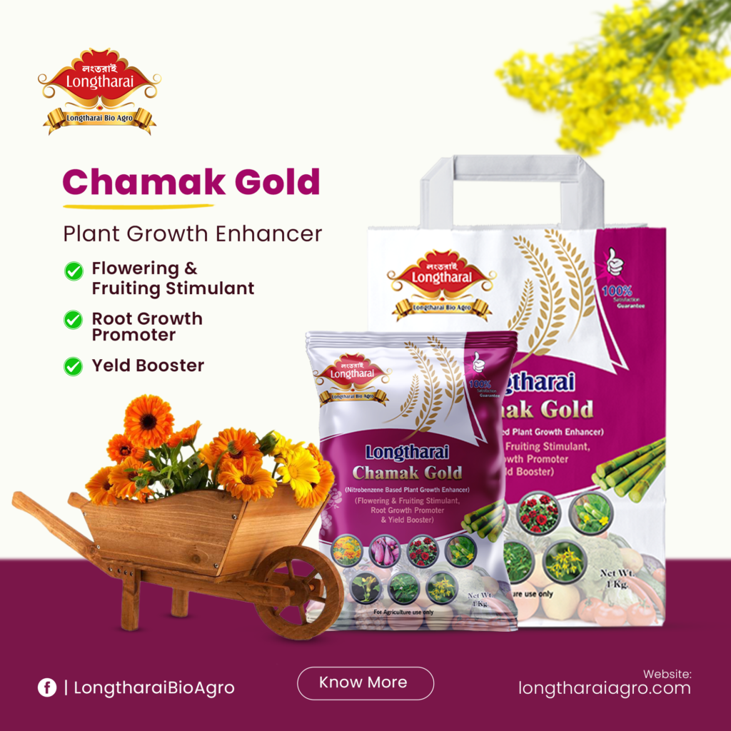 Chamak Gold - 24072024